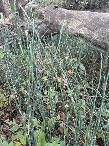 Equisetum laevigatum, 2026-10-18