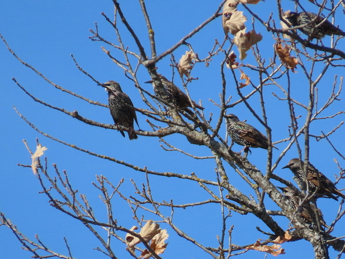 European Starling