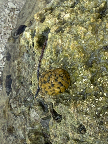 Nerita versicolor observed 2026-10-17