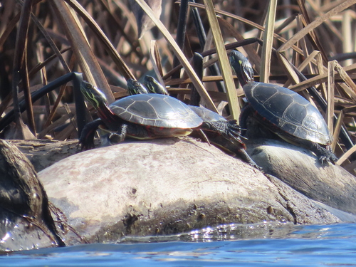 Midland Painted Turtle
