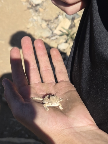 Phrynosoma coronatum observed 2026-10-18