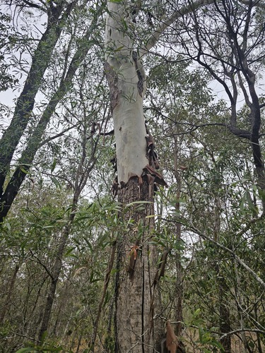 Corymbia tessellaris observed 2026-10-15