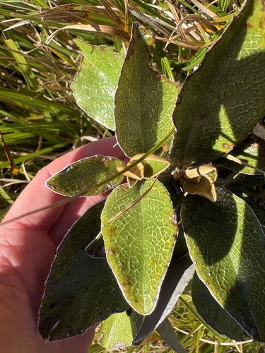 Brachyglottis elaeagnifolia observed 2026-10-18
