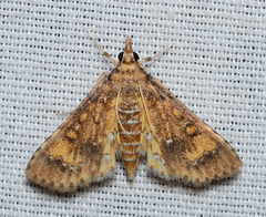 Niphograpta albiguttalis