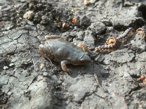 Western Narrow-mouthed Toad