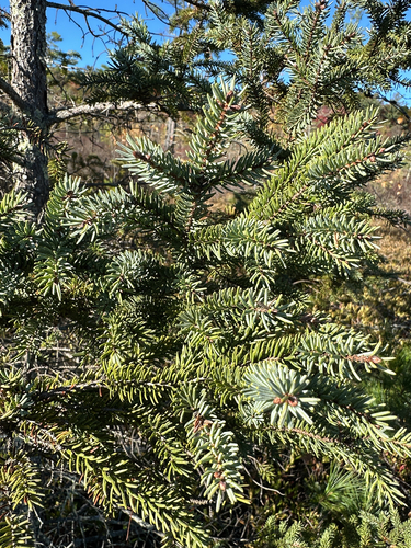 Picea mariana observed 2026-10-18