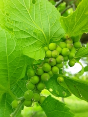 Celticecis oviformis