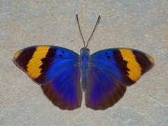Euphaedra neophron