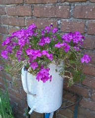 Phlox subulata