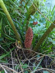 Gunnera tinctoria