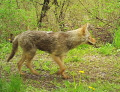 Canis latrans thamnos