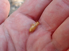 Zootermopsis nevadensis