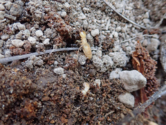 Zootermopsis nevadensis