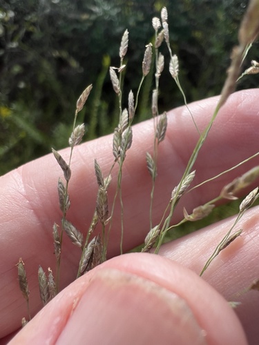 Eragrostis atrovirens observed 2026-10-18
