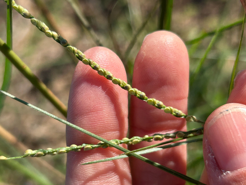 Paspalum setaceum observed 2026-10-17