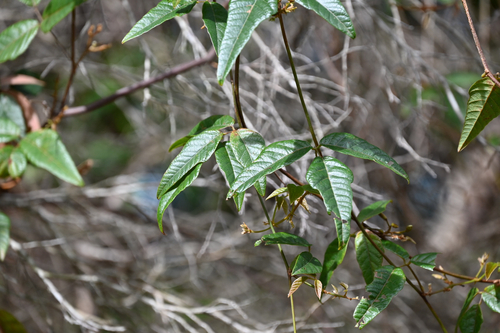 Kennedia rubicunda, 2026-10-17