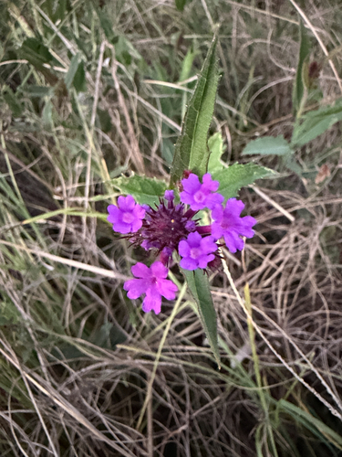 Verbena rigida observed 2026-10-18