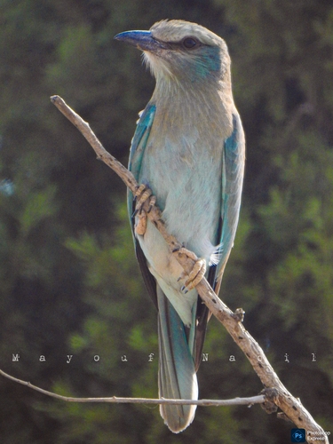 European Roller