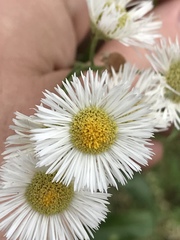Erigeron philadelphicus philadelphicus