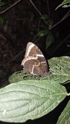 Common Morpho