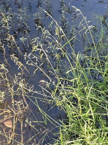 Leersia oryzoides observed 2026-10-18