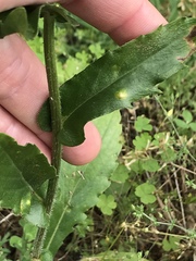 Erigeron philadelphicus philadelphicus