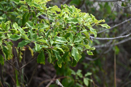 Pittosporum revolutum, 2026-10-17