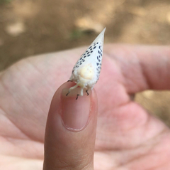Poekilloptera phalaenoides