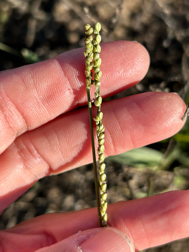 Paspalum setaceum observed 2026-10-17