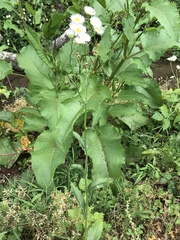 Erigeron philadelphicus philadelphicus
