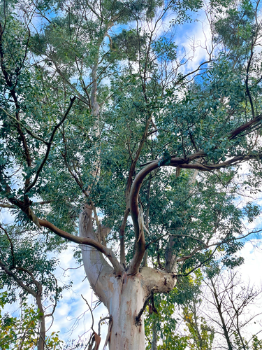 Eucalyptus gunnii observed 2026-10-18