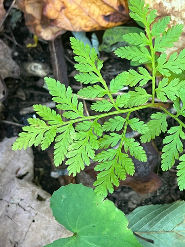 Botrypus virginianus observed 2026-10-17