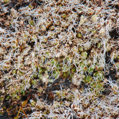 Crossidium squamiferum