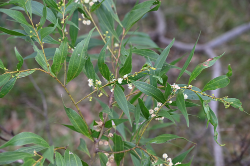 Acacia binervata, 2026-10-17
