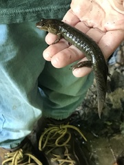 Desmognathus kanawha