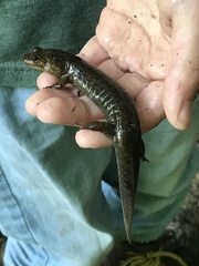 Desmognathus kanawha