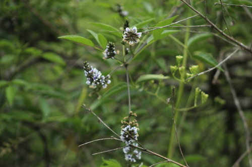 Otholobium glandulosum, 2026-10-18