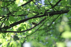 Picumnus innominatus