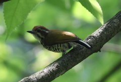 Picumnus innominatus
