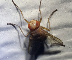 Ormia