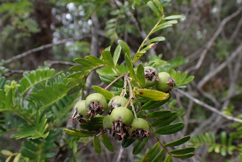 Osteomeles anthyllidifolia observed 2026-10-18