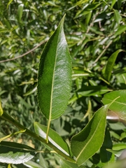 Salix × meyeriana