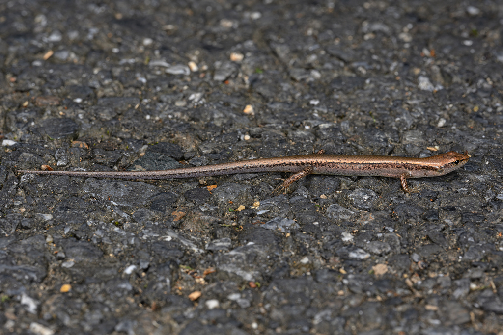 Modest Ground Skink