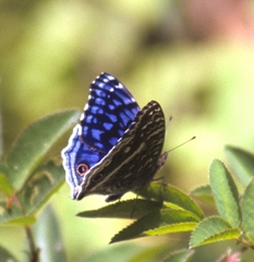 Junonia rhadama