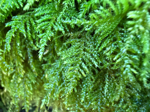 Kindbergia oregana observed 2026-10-18