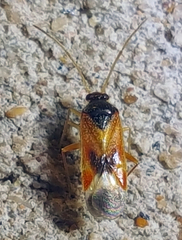 Ceratocapsus apicalis