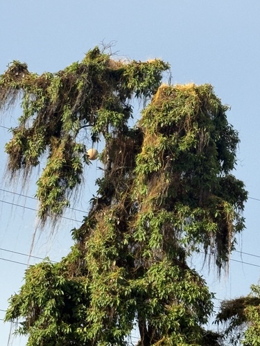 Cassytha filiformis observed 2026-10-18