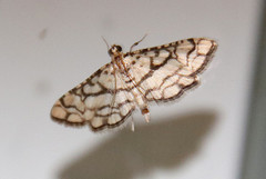 Hileithia rehamalis