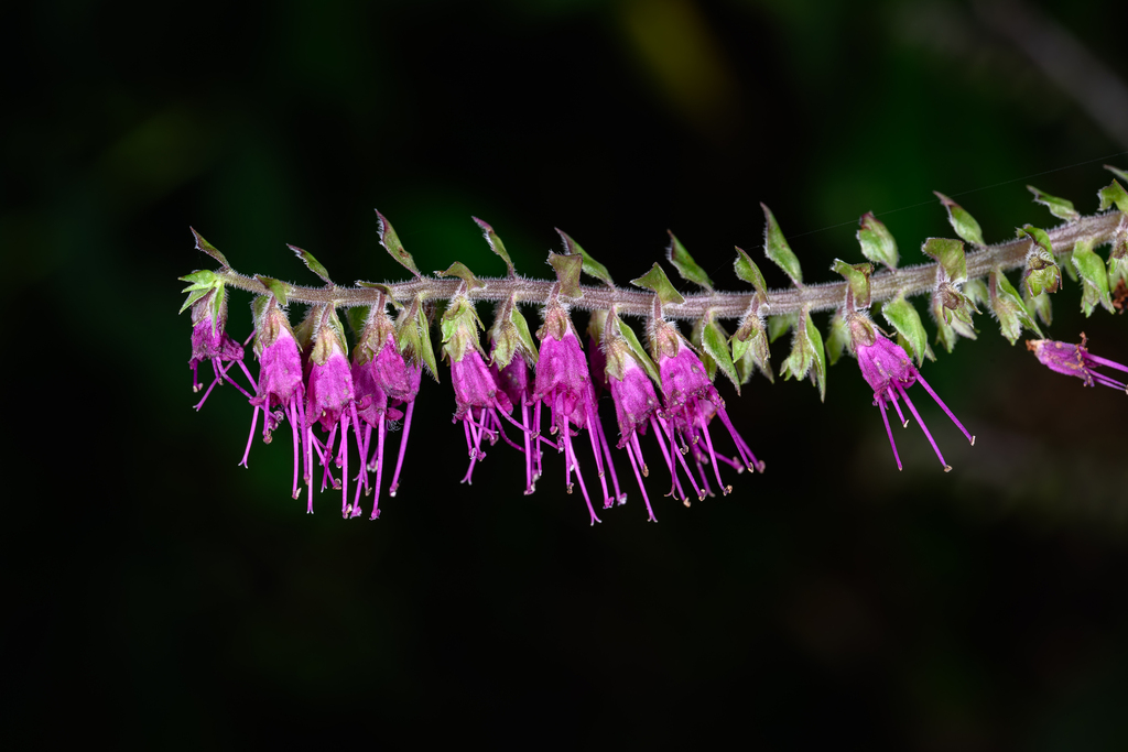 Collinsonia elsholtzioides