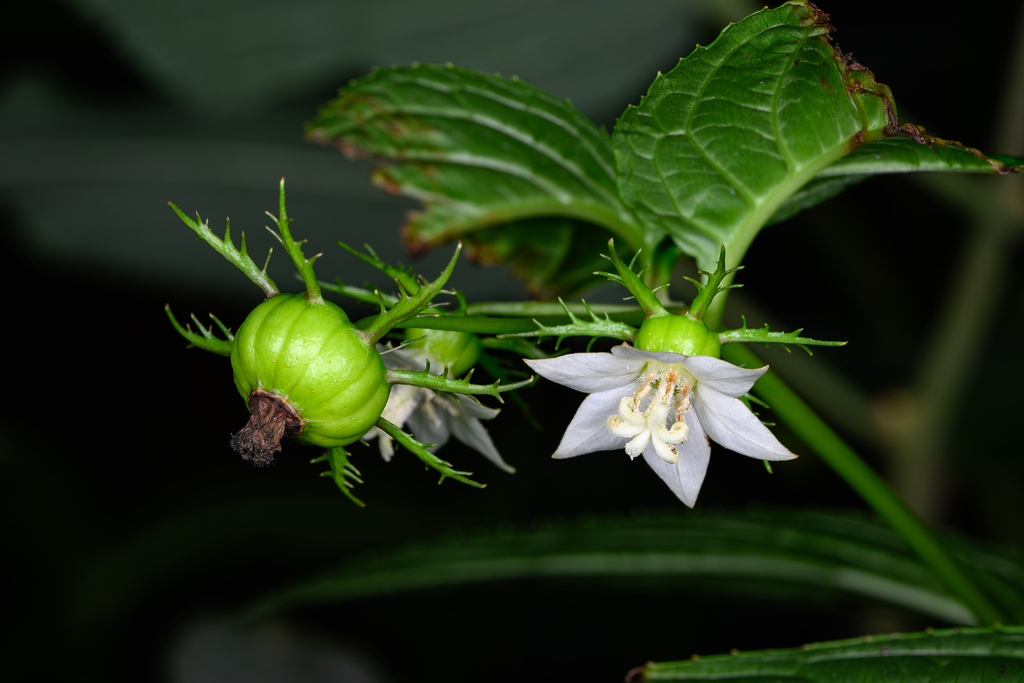 Cyclocodon lancifolius